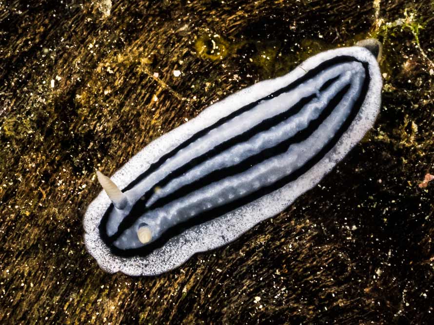 Phyllidiopsis striata